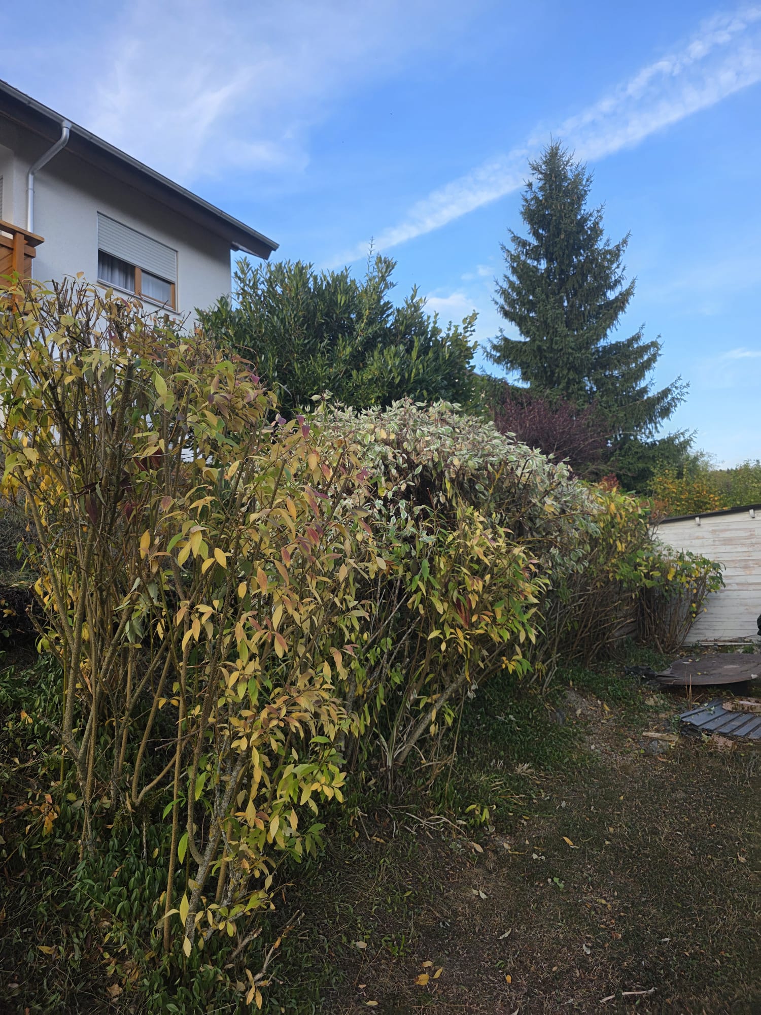 Garden photo 36